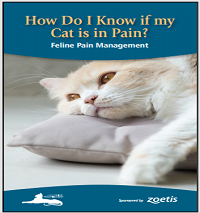 How do I know my Cat is in Pain-feline practitioners